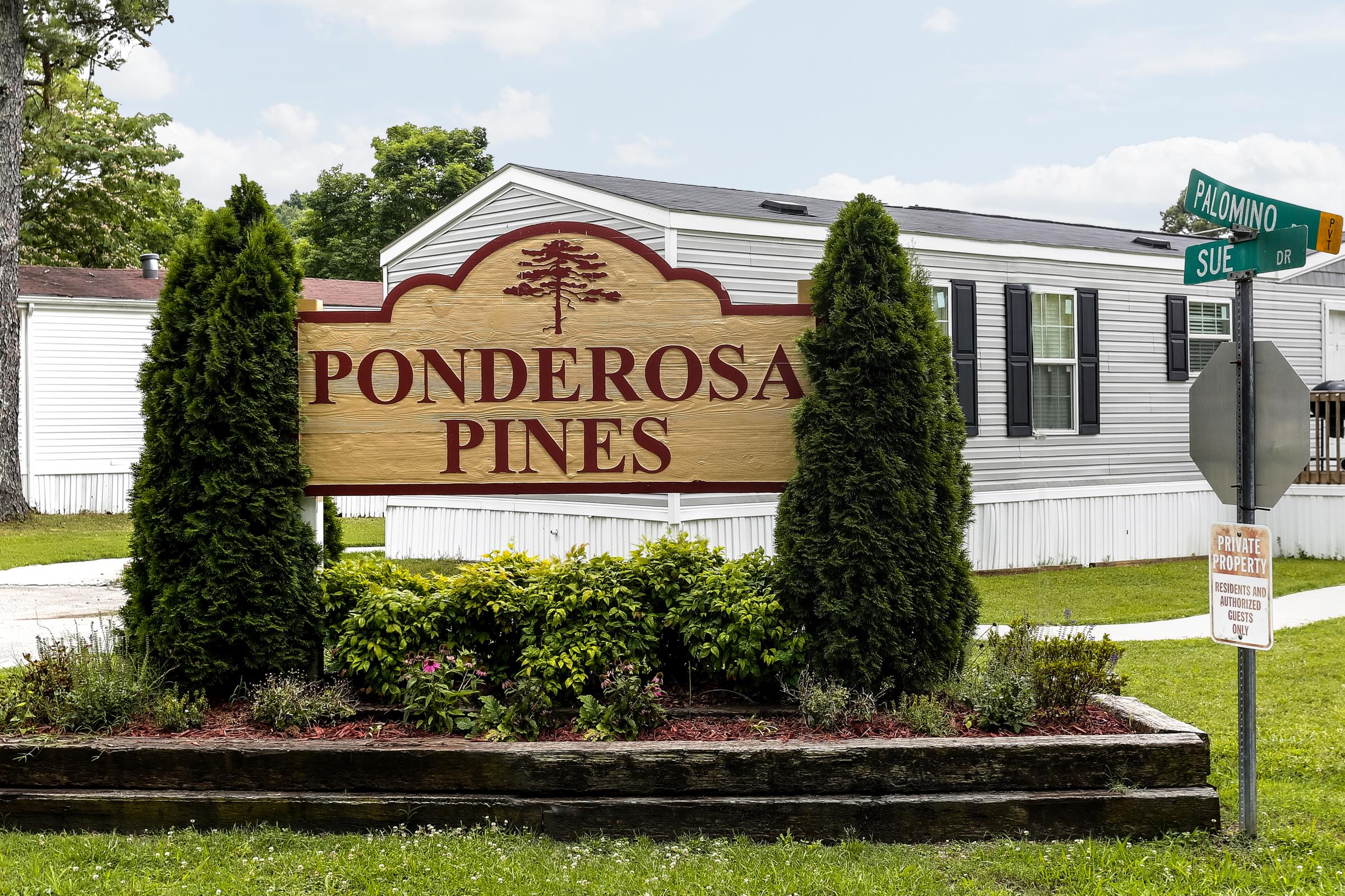 Ponderosa Pines